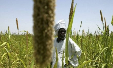 مزارعو السودان أمام مصير صعب: إما السداد أو السجن