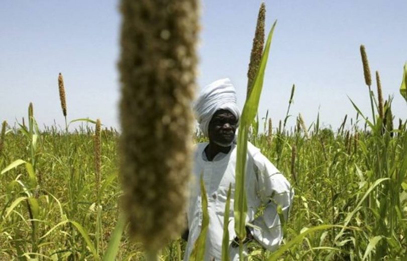 مزارعو السودان أمام مصير صعب: إما السداد أو السجن