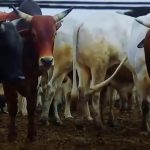 عودة قوية للحوم السودانية.. خطة حكومية لاستعادة الأسواق الكبرى