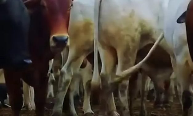 عودة قوية للحوم السودانية.. خطة حكومية لاستعادة الأسواق الكبرى