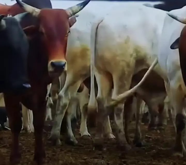 عودة قوية للحوم السودانية.. خطة حكومية لاستعادة الأسواق الكبرى