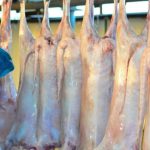 السودان يدشن المرحلة الأولى لتصدير اللحوم المذبوحة بمواصفات عالمية