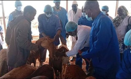 بشريات اقتصادية: تدشين أولى شحنات الصادر الحيواني بعد تحرير العاصمة