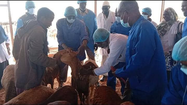 بشريات اقتصادية: تدشين أولى شحنات الصادر الحيواني بعد تحرير العاصمة