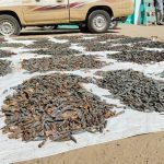 جمارك كسلا تحبط تهريب 26 ألف طلقة كلاشينكوف بنهر عطبرة